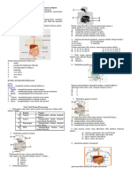 Sistem Pencernaan Makanan Pada Manusia