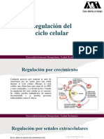 Regulación Del Ciclo Celular