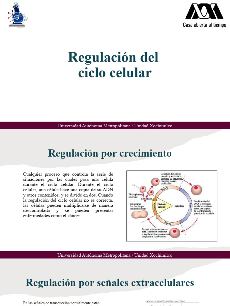 Regulación del Ciclo Celular y Puntos de Control | PDF | Transducción ...