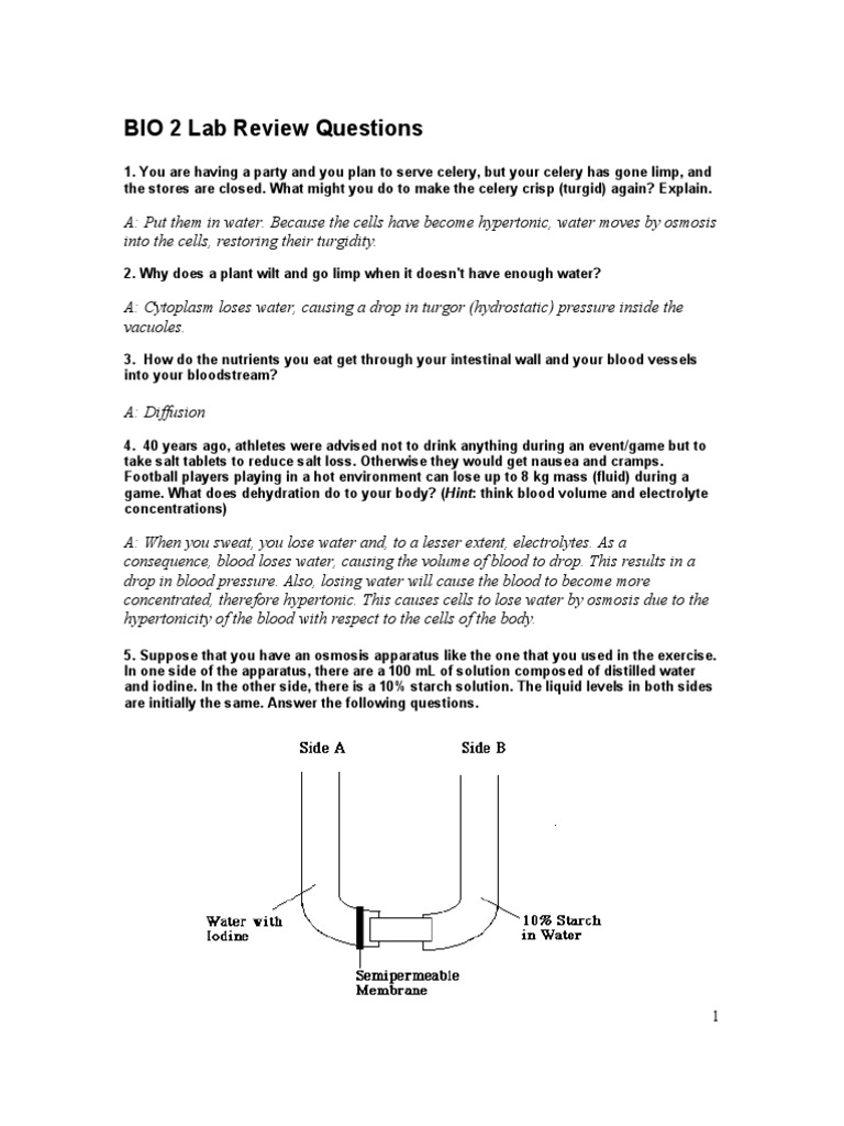 Biology Lab Review: Osmosis & Turgor | PDF | Chemistry | Physical Sciences