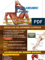 2. MUSCULOS DEL MIEMBRO SUPERIOR 2