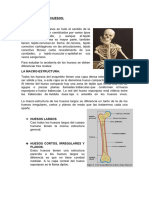 Anatomía de Los Huesos