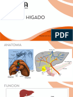 Clase 2 pato qx Higado