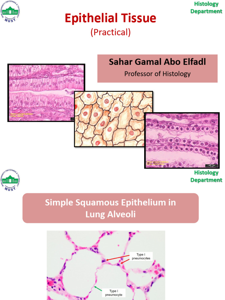 Epithelial Tissue Practical Guide | PDF