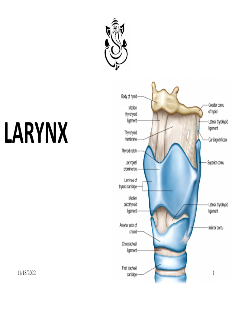 Anatomy of the Larynx Explained | PDF | Larynx | Human Voice