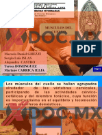 Xdoc - MX Musculos Del Cuello