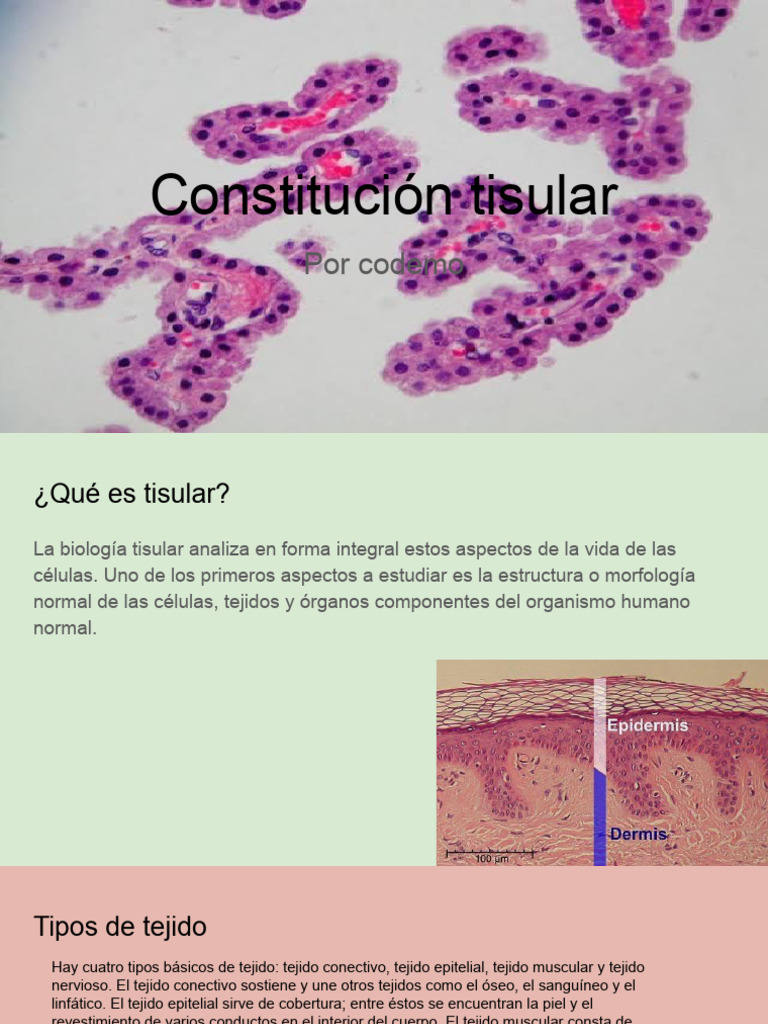 Tipos y funciones del tejido tisular | PDF | Tejido (biología) | Músculo