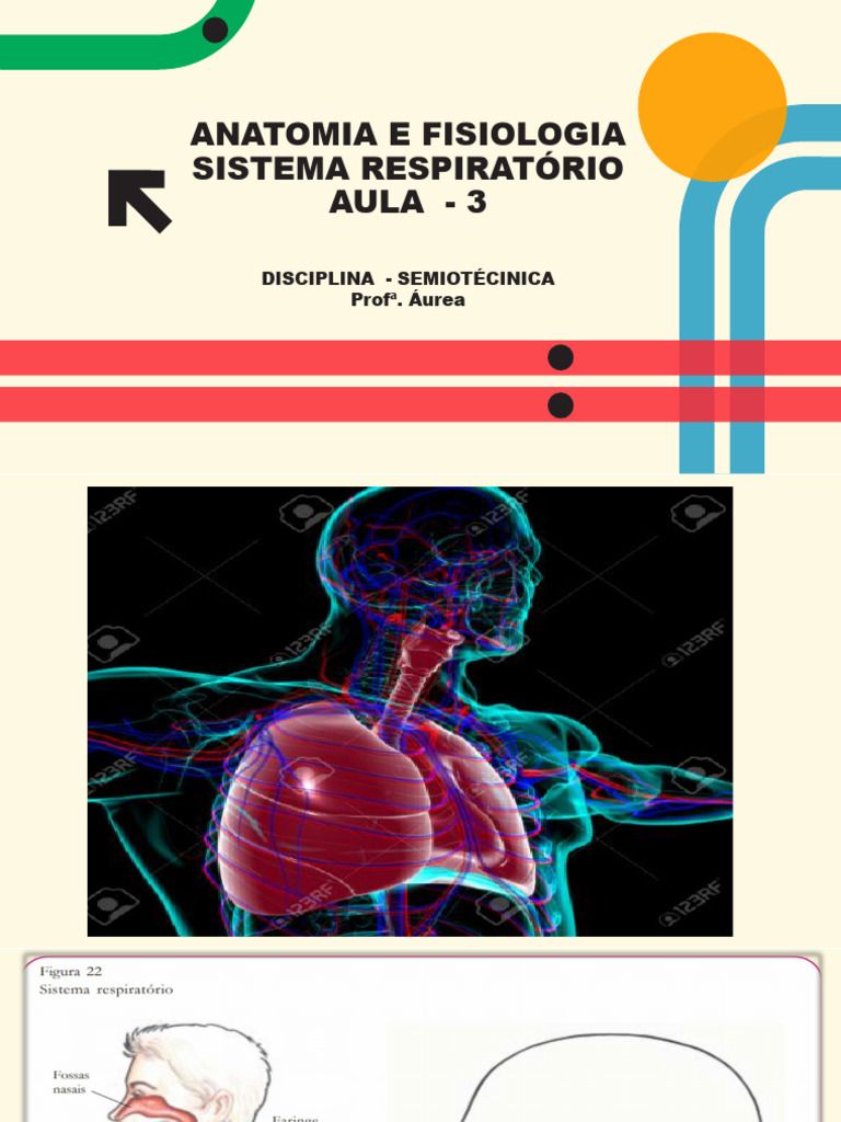 Anatomia E Fisiologia Sistema Respiratório Aula 3 Pdf Sistema