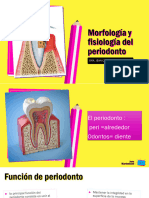 Morfologia y Fisiologia Del Periodonto Definitivo Clase 1 2023