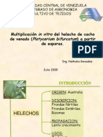 Presentación de Helechos