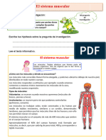 D3 A1 FICHA CT. El sistema muscular