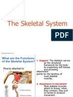 Skeletal System