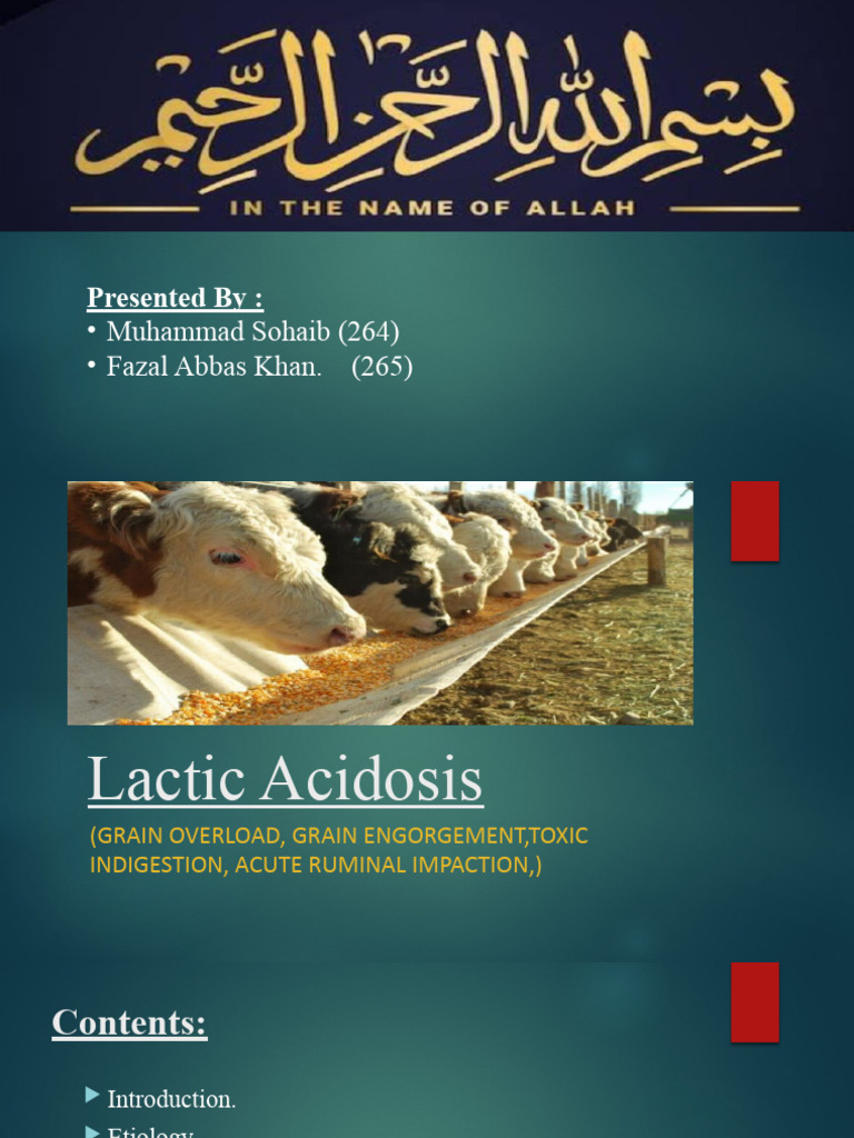 Lactic Acidosis in Ruminants: Causes & Treatment | PDF | Clinical Medicine