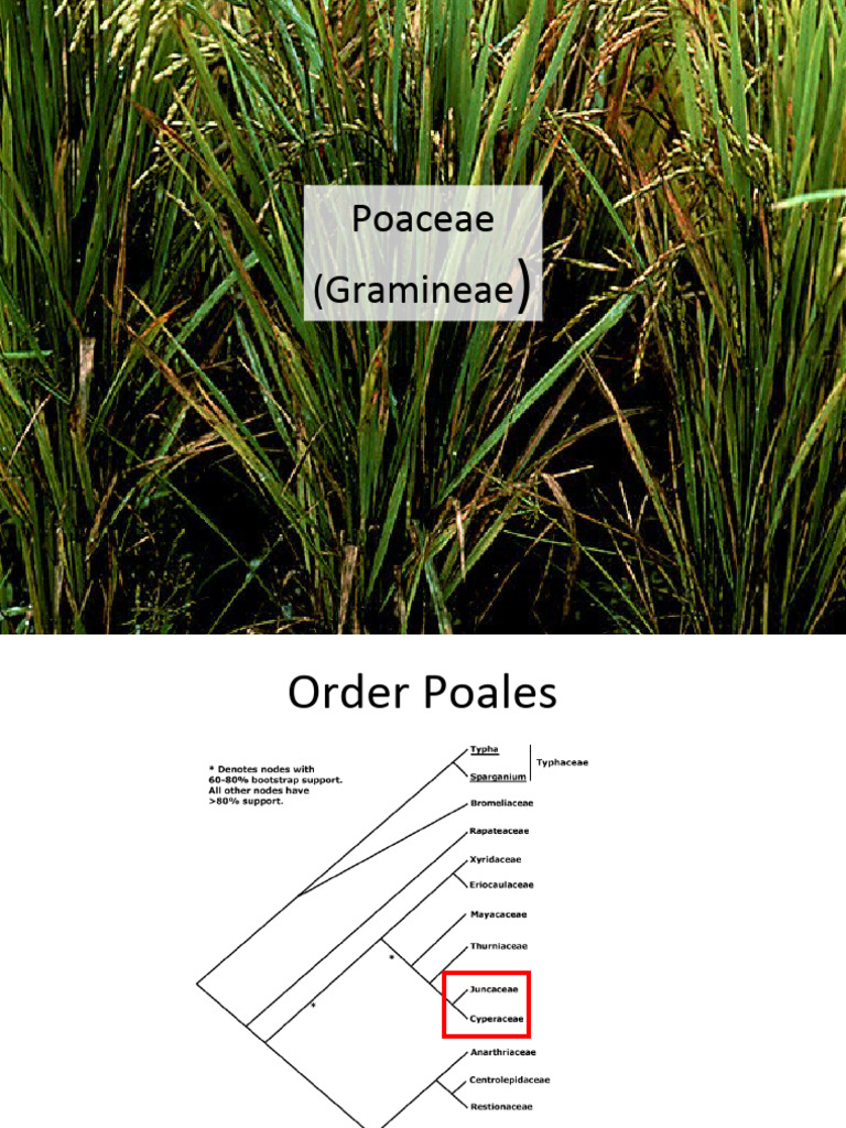 Poaceae: Key Economic Grass Family | PDF | Plants | Botany