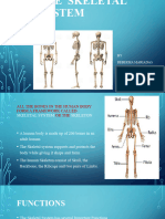 The Skeletal System