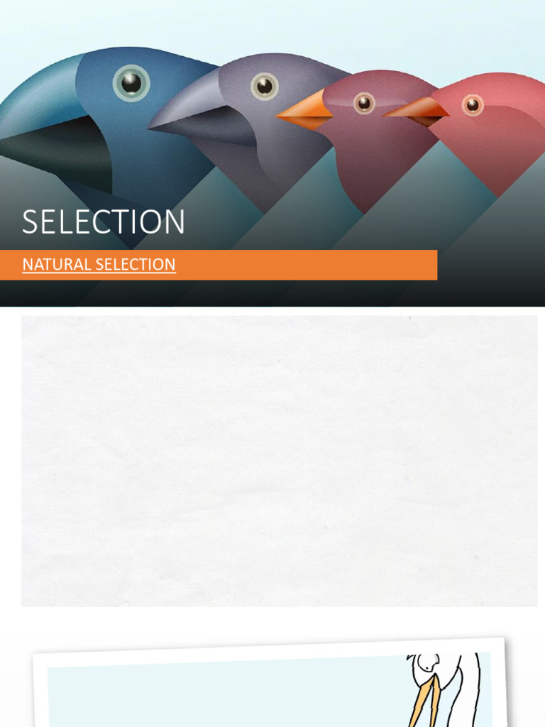 Understanding Natural Selection Basics | PDF | Natural Selection ...