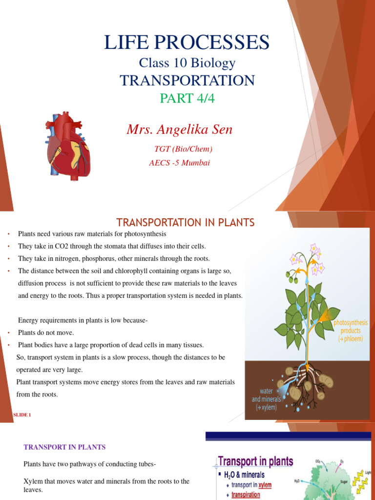 X Life Processes Transportation Module 4 of 4 | PDF | Tissue (Biology ...