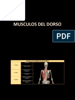 Musculos-1