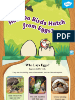 T SC 1679493158 How Do Birds Hatch From Eggs Powerpoint - Ver - 2