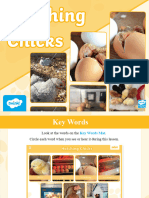 T SC 1645195705 ks1 Virtual Hatching Chicks Photos and Video Powerpoint - Ver - 2