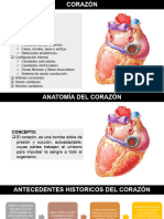 Anatomia de Corazón