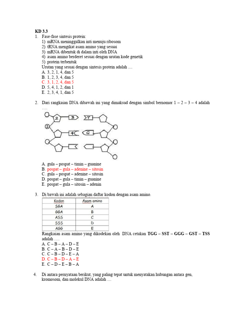 Fase Sintesis Protein dan Genetika Dasar | PDF | Sains & Matematika
