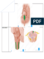 Mini Atlas Virtual - Neuroanatomofisiologia-41