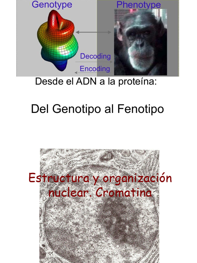 Nucleo DNA | PDF | Adn | Rna