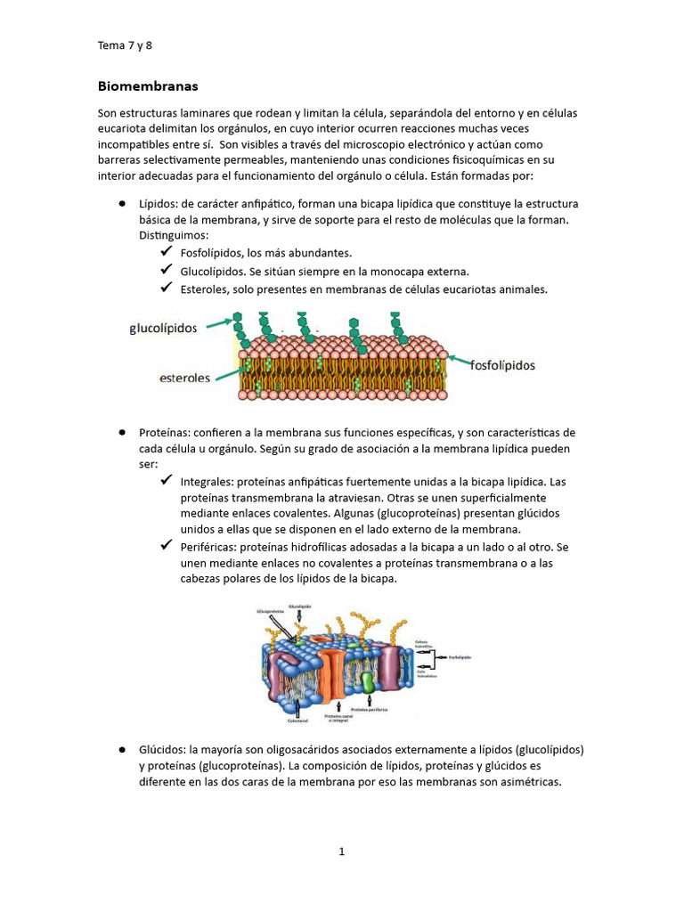 Estructura y Función de la Membrana Celular | PDF | Membrana celular ...