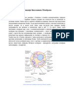 Funkcija Bioloskih Membrana - Endozom - Lizozom 02