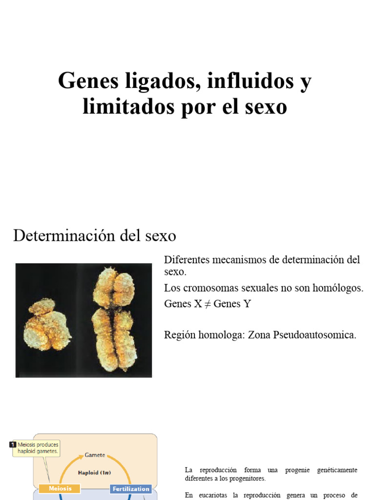 Genes Ligados, Influidos y Limitados Por El Sexo | PDF | Sexo | Masculino