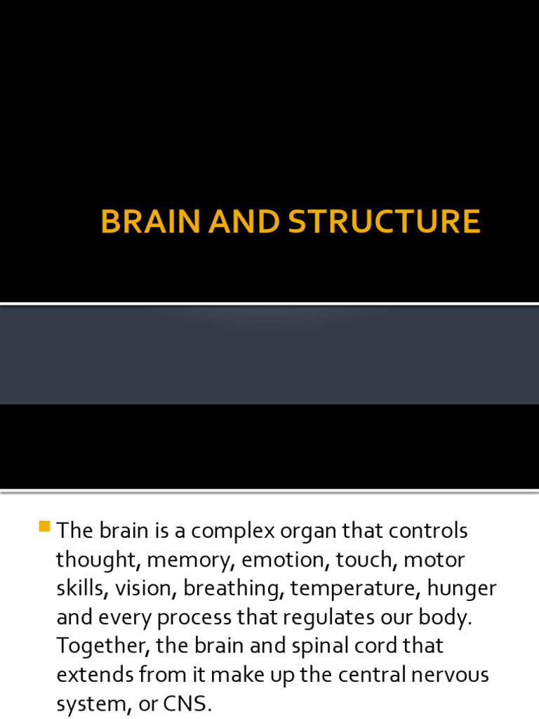 Brain and Structute | PDF | Cerebrum | Brainstem