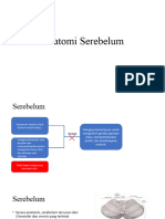 Cerebellum