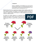 Segunda Ley - Principio de Segregación