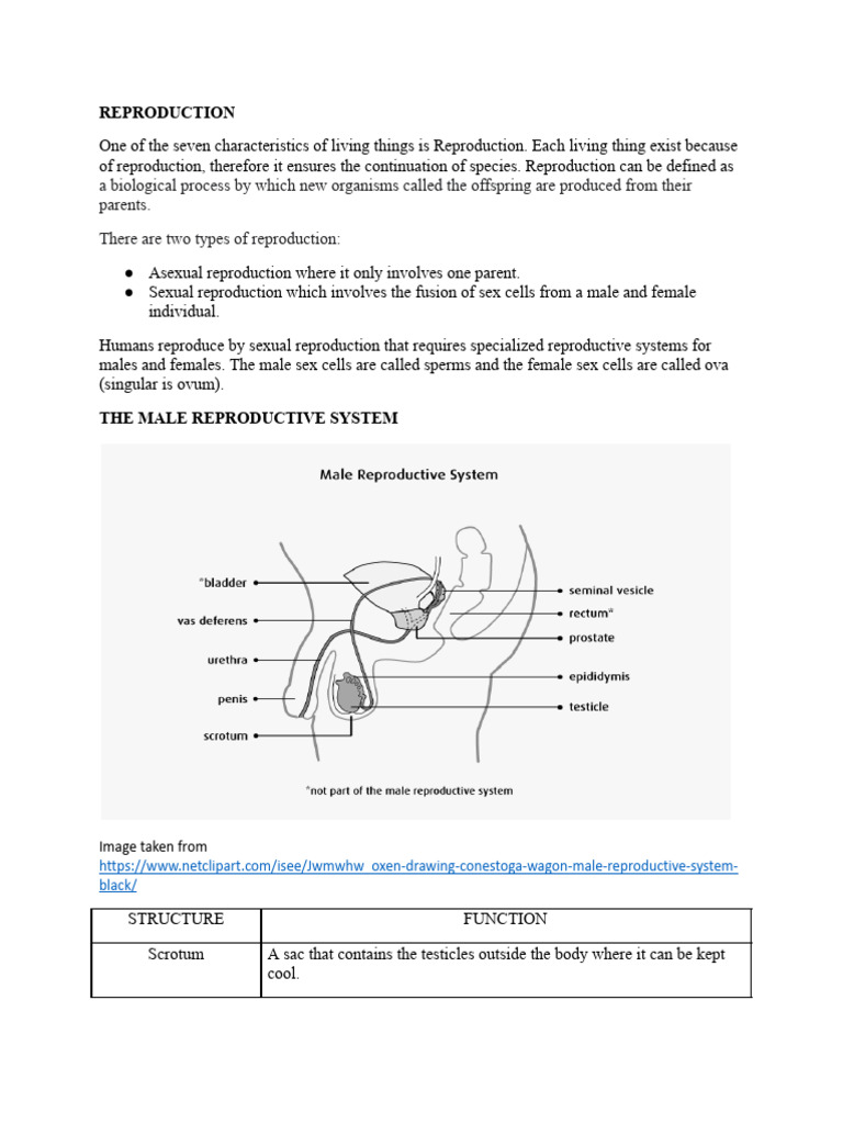 Human Sexual Reproduction Overview | PDF | Reproductive System | Human ...