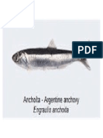 anchoita