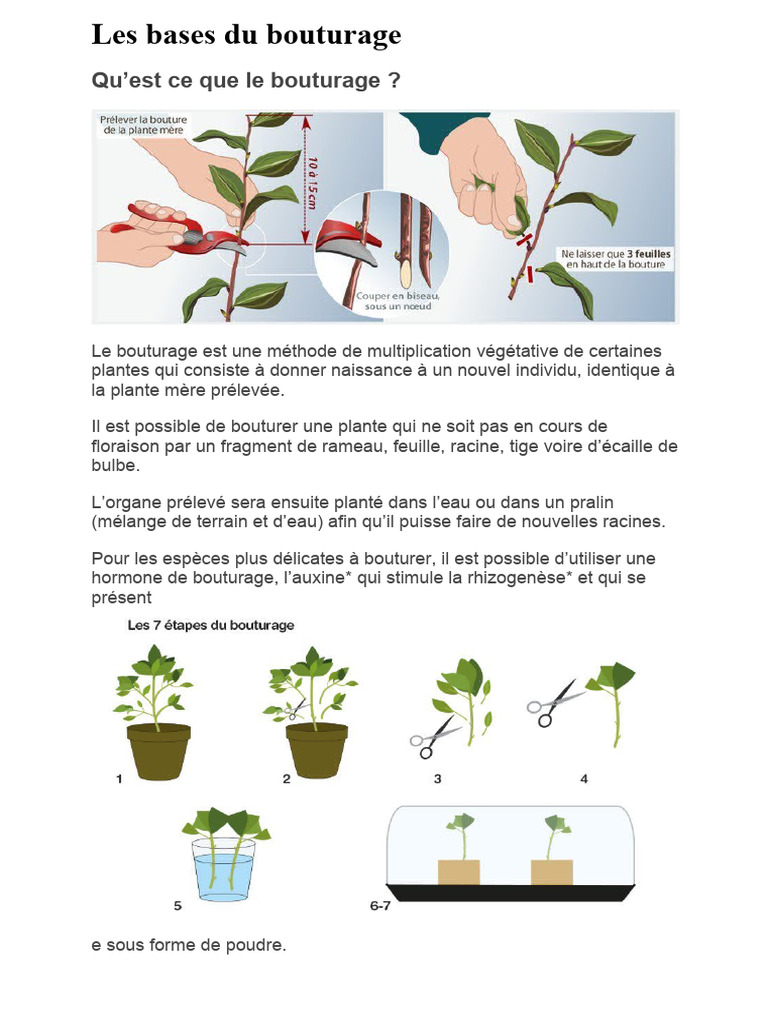 Techniques de Bouturage des Plantes | PDF | Organismes | Plantes