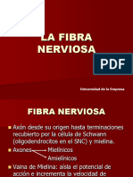 1 FIBRA NERVIOSA