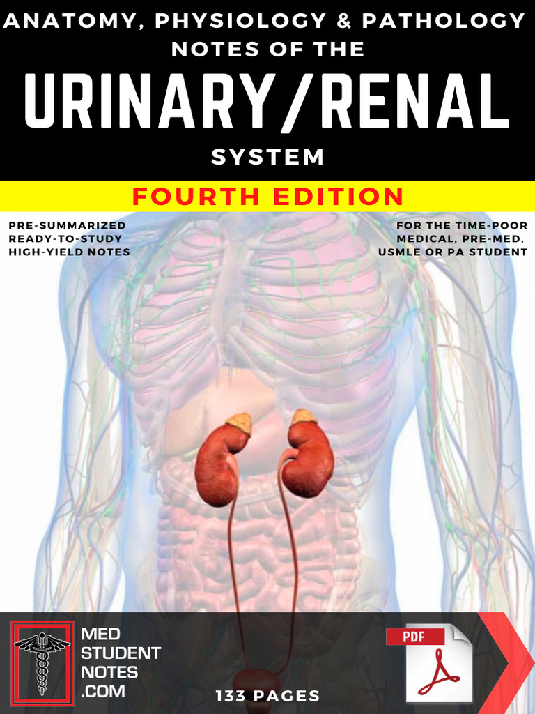 High-Yield Urinary System Study Notes | PDF | Kidney | Angiotensin
