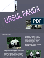 Ursul Panda