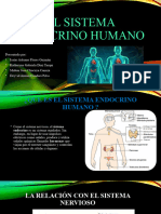 El Sistema Endocrino Humano