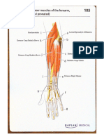 Kami Export - WHE Muscle Diagrams 1