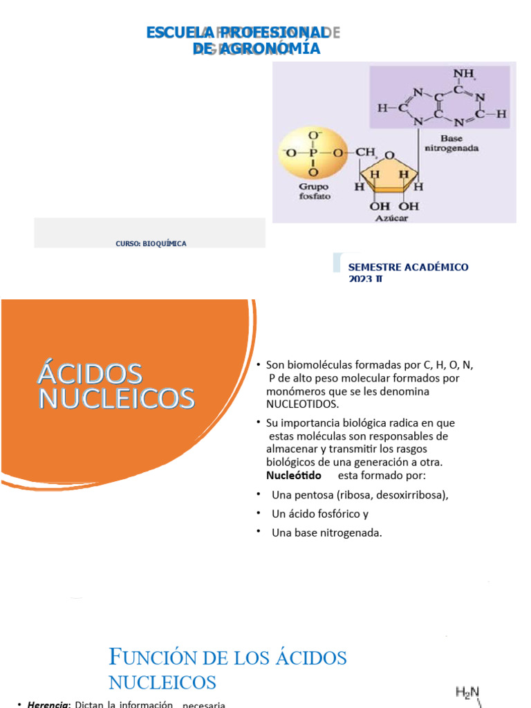 SESION 13-Acidos Nucleicos | PDF | Replicación De Adn | Rna