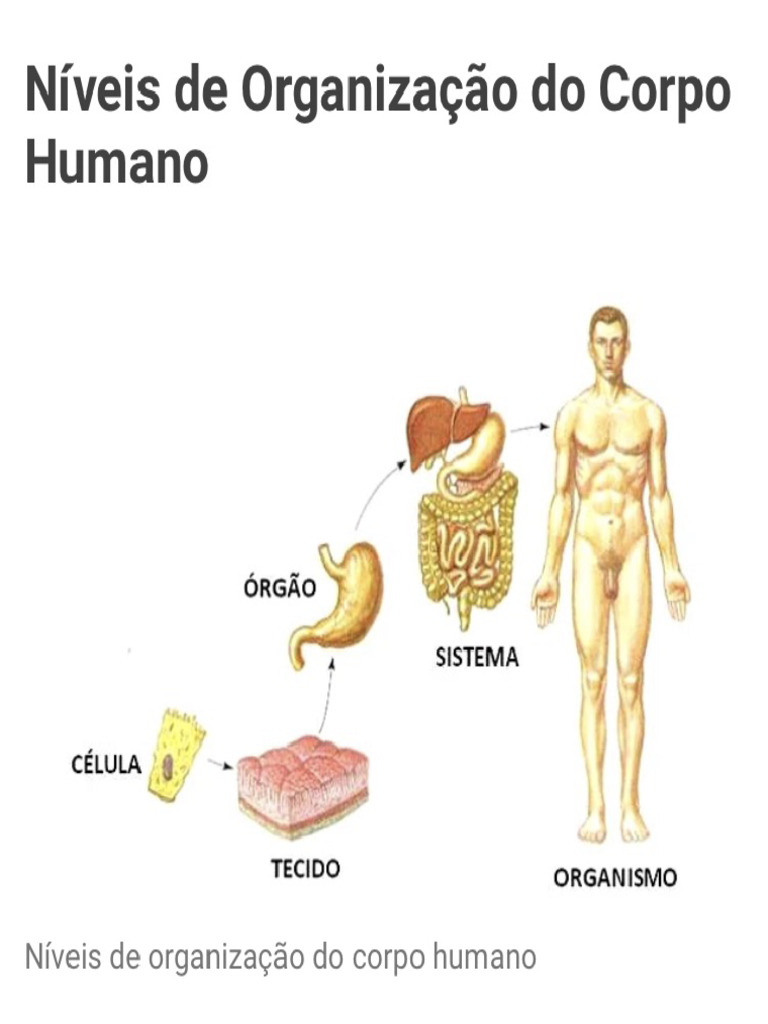 Entenda o Corpo Humano Suas Partes, Órgãos e Anatomia - Toda Matéria 2 ...