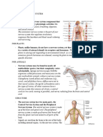 Autonomic Nervous System