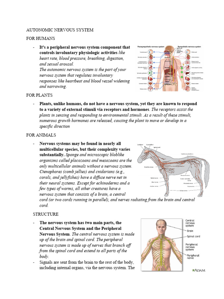 Overview of the Autonomic Nervous System | PDF | Nervous System ...