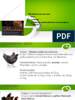 PAB - Razas y Estirpes Comerciales de Aves