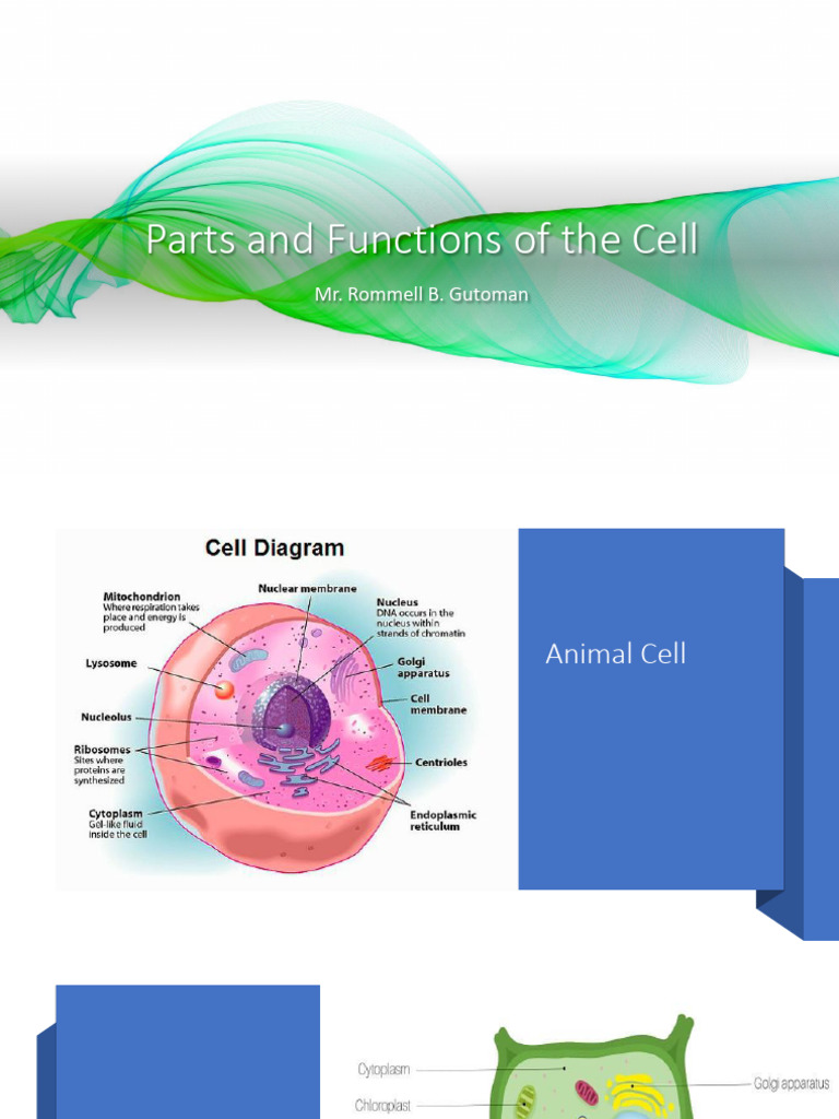 Cell Structure and Functions Explained | PDF | Cell (Biology) | Ribosome