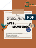 Tarea 1 (Diferencias Anatómicas Entre Aves y Mamíferos) Mercado Castellanos Aida Esmeralda B05
