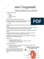 Sistema Urogenital